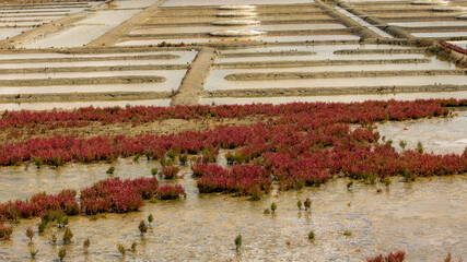 The salt marshes in Guerande