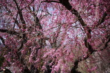 Blooming sakura cherry trees in front of Japanese Alps, Hakuba, Japan