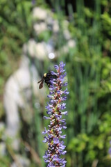 bee on a purple flower