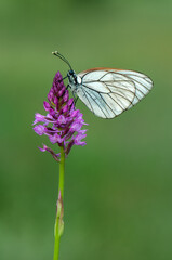 Fototapeta premium Aporia crataegi butterfly on a wild flower early in the morning waiting for the first rays of the sun