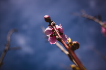 Pink blossom