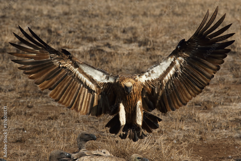 Wall mural The white-backed vulture (Gyps africanus) landing near the carcasses