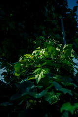 Fototapeta na wymiar Green vines covering a tree