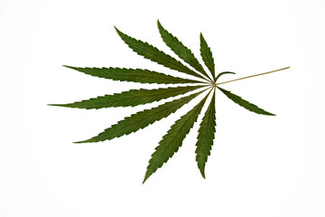 Cannabis leaf on a white background.Openwork leaf of hemp.Very textured green hemp leaf on a white...