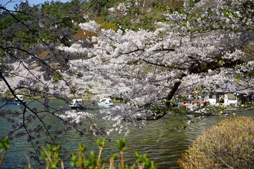 Obraz na płótnie Canvas Full bloom Sakura - Cherry Blossom at Garyu park, Nagano in Japan