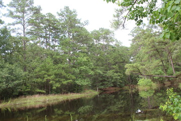 river in the forest