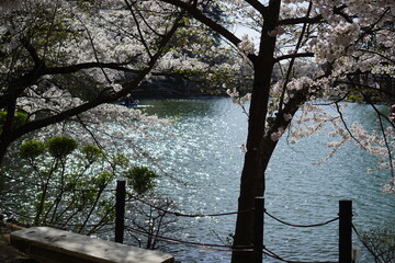 Full bloom Sakura - Cherry Blossom at Garyu park, Nagano in Japan