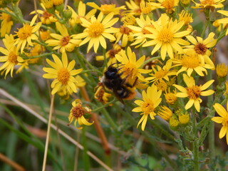 bee on a dandelion