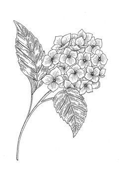 Illustration hortensia