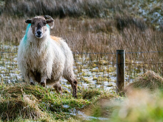 One sheep with one horn in a field, Selective focus. Winter season, Grass in the background covered with snow. West of Ireland.