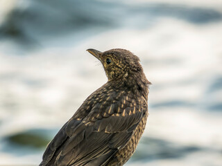 Portrait of Common blackbird (turdus merula) female on blurred background.