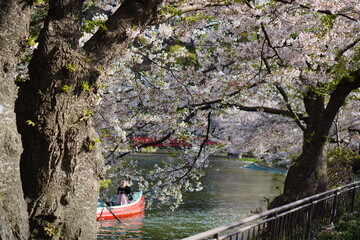 Full bloom Sakura - Cherry Blossom at Garyu park, Nagano in Japan