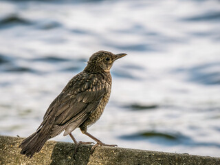 Portrait of Common blackbird (turdus merula) female on blurred background.