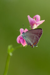 Little brown butterfly  sits on a summer morning on a blade of grass