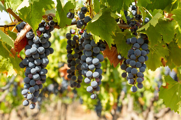 Fototapeta premium Horizontal View of Colored White and Red Grapes Plantation on Blurred Background
