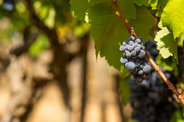 Horizontal View of Colored White and Red Grapes Plantation on Blurred Background