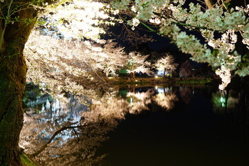 Obraz na płótnie Canvas Full bloom Sakura - Cherry Blossom in the evening at Garyu park, Nagano in Japan