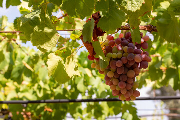 Horizontal View of Colored White and Red Grapes Plantation on Blurred Background