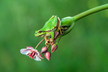 Little green frog Hyla arborea sits on a flower  by the lake  a summer morning