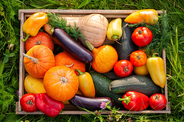 A box with a fresh crop of different vegetables on the grass. Vegetarian food. Autumn harvest.
