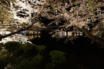 Full bloom Sakura - Cherry Blossom in the evening at Garyu park, Nagano in Japan
