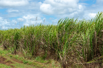 オーストラリアのサトウキビ畑