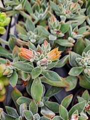 succulent plant flowers
