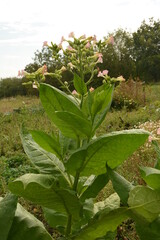 Tobacco (Nicotiana) plant: a flowering crop of tobacco growing .Tobacco Plant Blossom.
