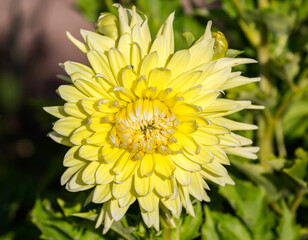 Yellow Dahlia.
 Decorative yellow flowers reach 25 cm in diameter and serve as a wonderful...