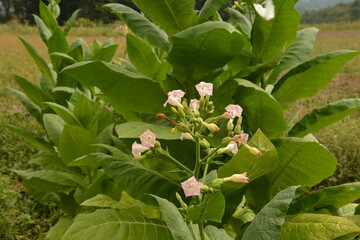 Tobacco (Nicotiana) plant: a flowering crop of tobacco growing .Tobacco Plant Blossom.