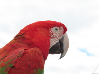 red and yellow macaw