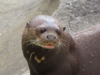 le sourire d une loutre