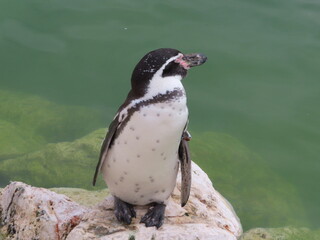 Naklejka premium La pause d un manchot