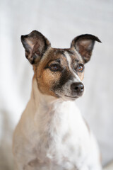 Brown, black and white older Jack Russell Terrier on a chair , half body