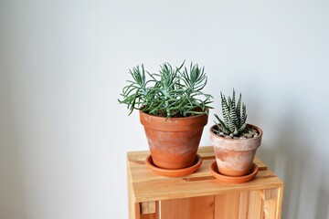 Succulents senecio blue and haworthia fasciata in terracotta pots on wooden box over white 