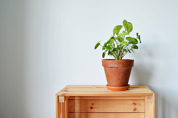 Syngonium house plant in terracotta pot on wooden box over white