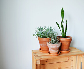 Green house plants in terracotta pots and wooden box over white 
