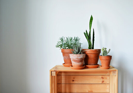 Green house plants in terracotta pots and wooden box over white 

