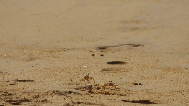 Crabs on the sandy beach