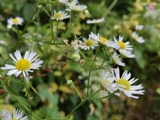 daisies in a field