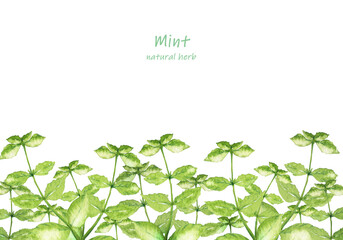 ミントガーデン水彩画 © 時々雨