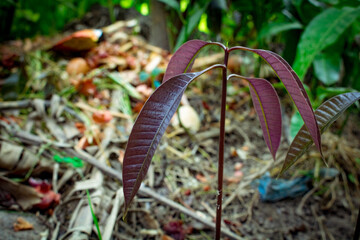 Beautiful natural baby Mango plant. Young shoots of growing mango trees. Fresh Mango leaves of Tree.