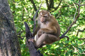 Pensive Macaque monkey sitting on tree branches on a hill in Phuket island, Thailand