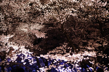 Scenic view of Illumination of Takada Castle Ruins Park in Sakura Spring Season, Joetsu, Niigate