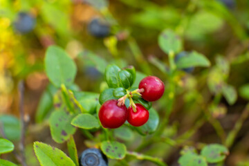 red berries of a currant