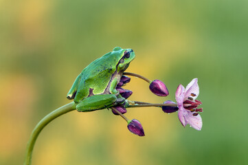 Little green frog Hyla arborea sits on a flower  by the lake  a summer morning