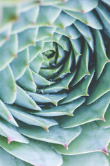 Succulent plant. background nature. Natural background Cactus succulent plant