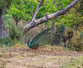 Fototapeta premium peacock with feathers out in the park