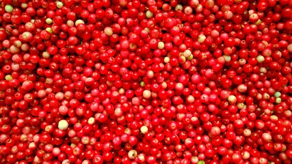 background of harvested ripe lingonberries. forest gifts of summer