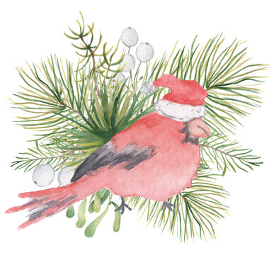 Watercolor Christmas red cardinal bird with pine tree branches illustration